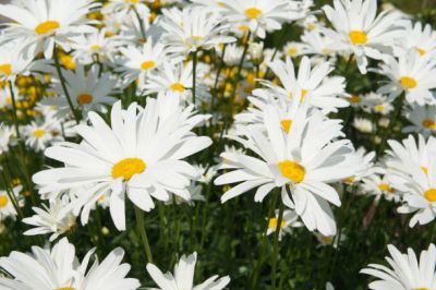 Kopretina velkokvětá / Leucanthemum maximum, ilustrační foto