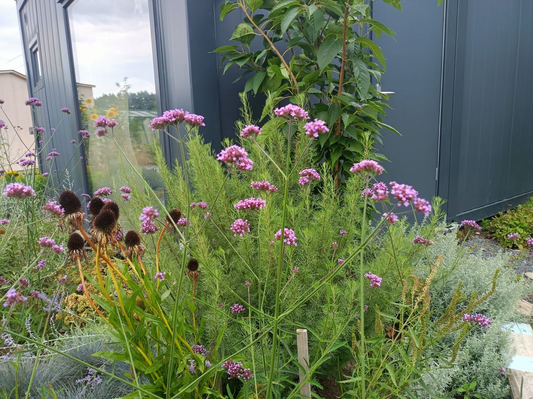 Sporýš argentiský / verbena