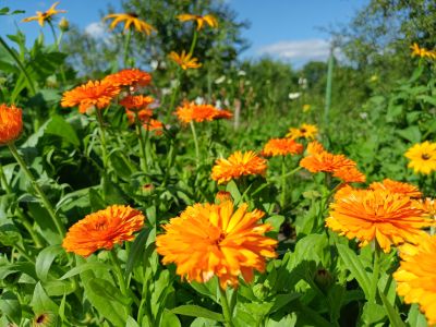 Měsíček lékařský / Calendula officinalis, ilustrační foto