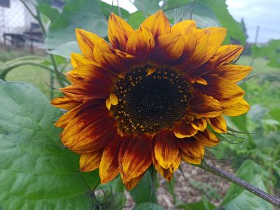 sazenice slunečnice roční, ilustrační foto