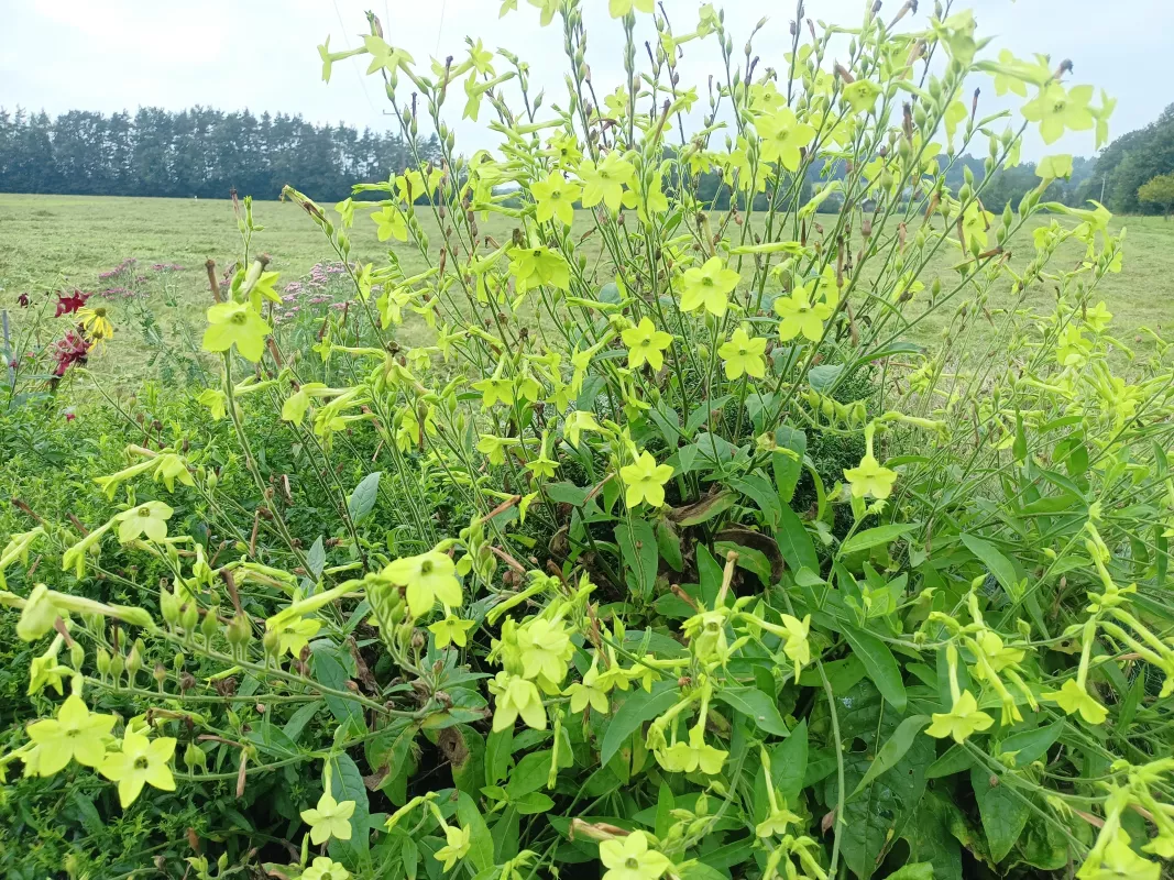 tabák křídlatý 'Lime Green', ilustrační foto dospělé rostliny