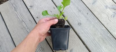 Sazenice rostliny, kterou po zakoupení dopěstujete v květináči (9 cm průměr)
