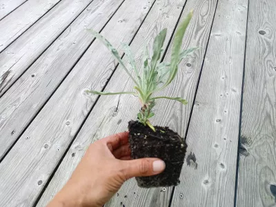 sazenice tařinka horská sazenice-kvetin.cz orientační velikost nabízené sazenice tařice horské