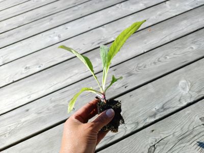 orientační velikost nabízené sazenice bělotrnu