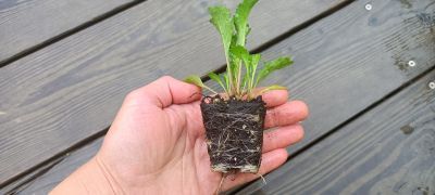 orientační velikost kořenového balu nabízené rostliny, nejedná se o stejný kultivar