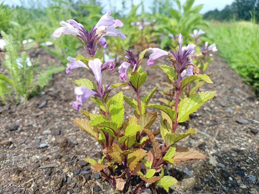 nepeta 'Pink Panther' v květu