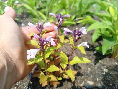 nepeta 'Pink Panther' v květuo