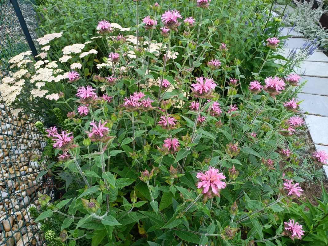 Zavinutka podvojná / monarda didyma, ilustrační foto