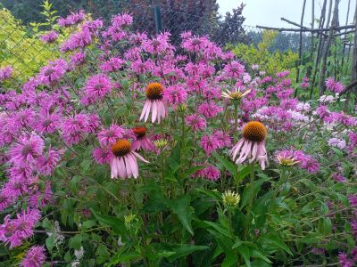 Zavinutka podvojná / monarda didyma, ilustrační foto