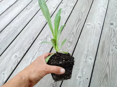 sazenice záplevák Hoopesův / helenium hoopesii sazenice-kvetin.cz sazenice záplevák Hoopesův, orientační velikost nabízené sazenice