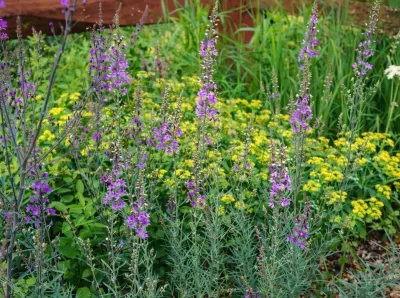 lnice nachová Canon J. Went