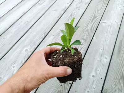 orientační velikost nabízené sazenice (nejedná se o stejnou rostlinu)