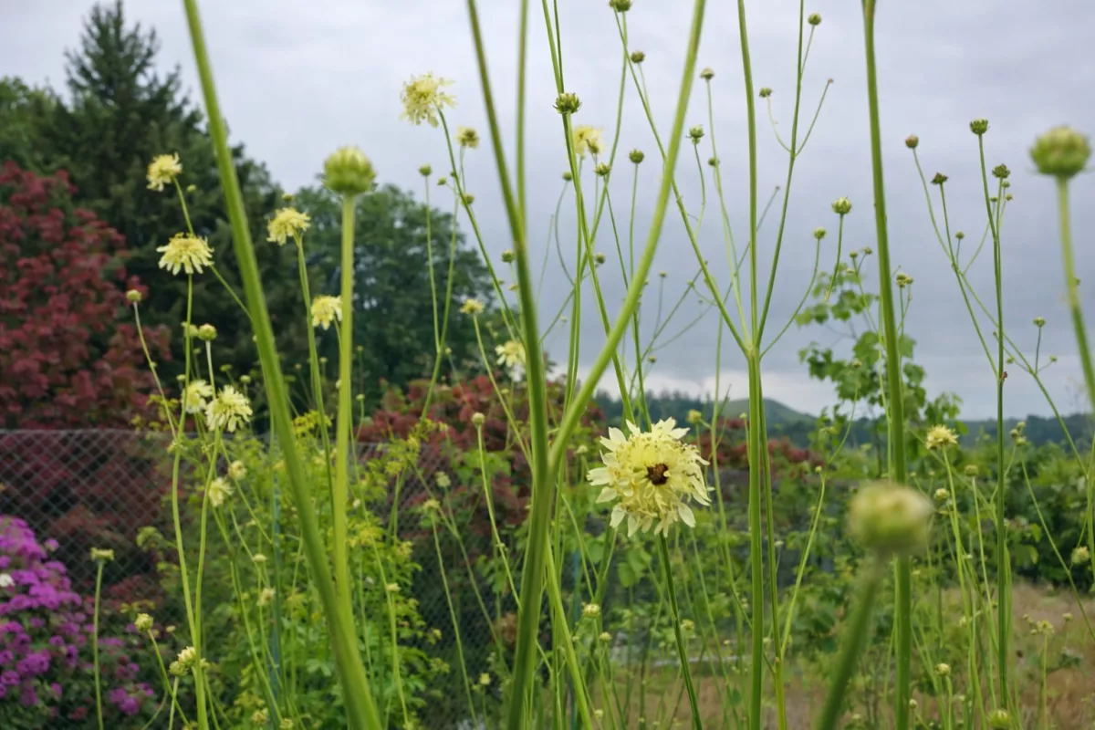 hlavatka obrovská v květu