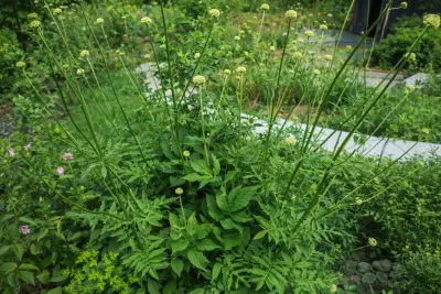 mohutná velikost hlavatky obrovské