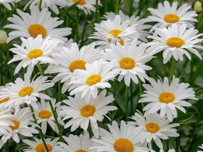 Sazenice kopretiny velkokvěté / Leucanthemum maximum sazenice-kvetin.cz kopretina velkokvětá