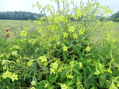 tabák křidlatý 'Lime Green', ilustrační foto dospělé rostliny