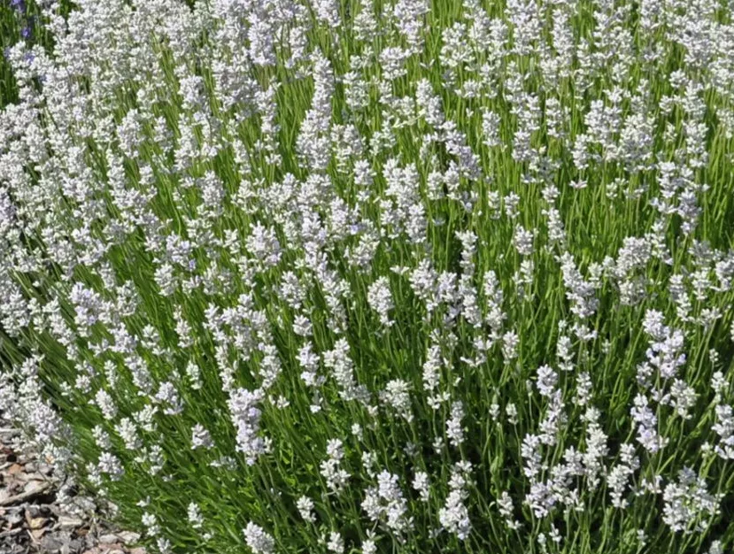 levandule 'Edelweiss', ilustrační foto dospělé rostliny