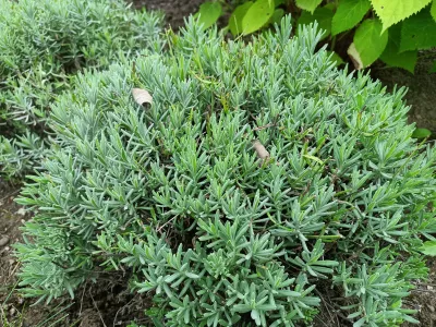 sazenice levandule 'Edelweiss' / lavandula x intermedia ‘Edelweiss’ sazenice-kvetin.cz levandule 'Edelweiss', ilustrační foto dospělé rostliny
