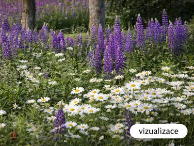 VIZUALIZACE - lupina a kopretina velkokvětá