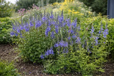 rozrazil ožankovitý v květu