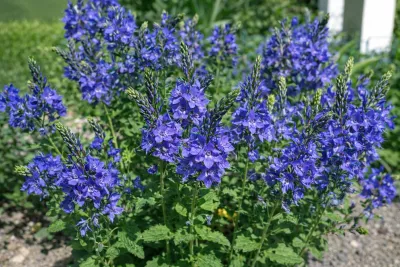 sazenice rozrazilu rakouského 'Knallblau' / Veronica austriaca 'Knallblau' sazenice-kvetin.cz