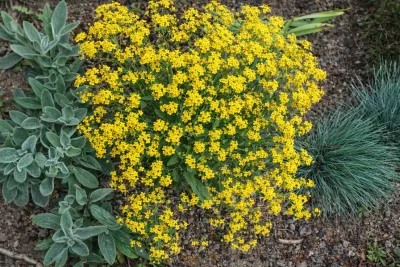 sazenice tařinka horská sazenice-kvetin.cz tařinka horská v květu spolu s čistcem a kostřavou