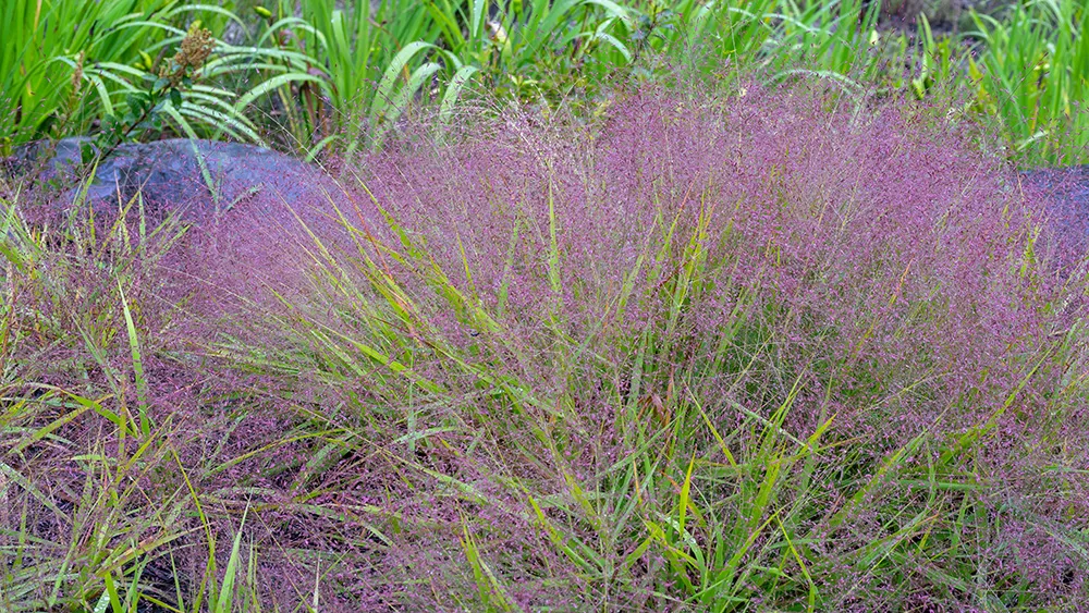 okrasná travina milička