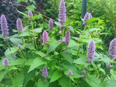 agastache anýzová, ilustrační foto dospělé rostliny