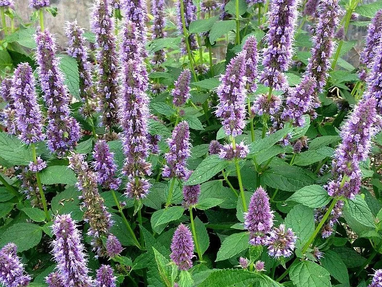 agastache anýzová, ilustrační foto dospělé rostliny