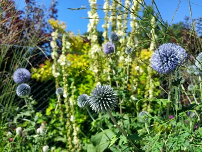 bělotrn modrý 'Flower Globe', ilustrační foto