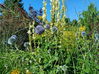 sazenice trvalky bělotrnu modrého 'Globe Flower' sazenice-kvetin.cz