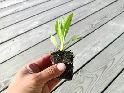 orientační velikost nabízené sazenice (ilustrační foto, nejedná se o stejný druh rostliny)