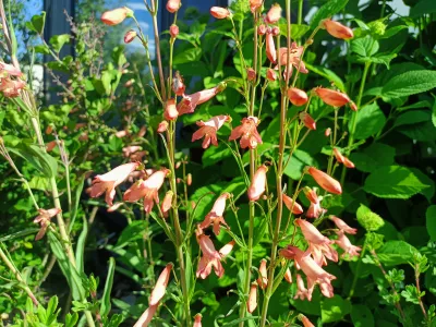 dračík Coral Tweezle, ilustrační foto dospělé rostliny