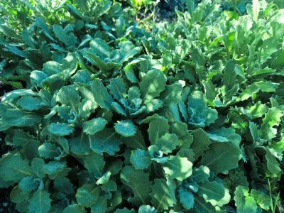 huseník alpský, šedo stříbrné přízemní listy