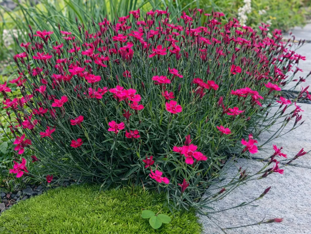 hvozdík kropenatý sytě růžový v květu