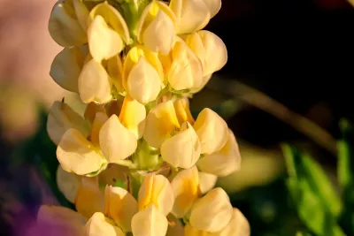 lupina mnoholistá 'Chandelier' v květu