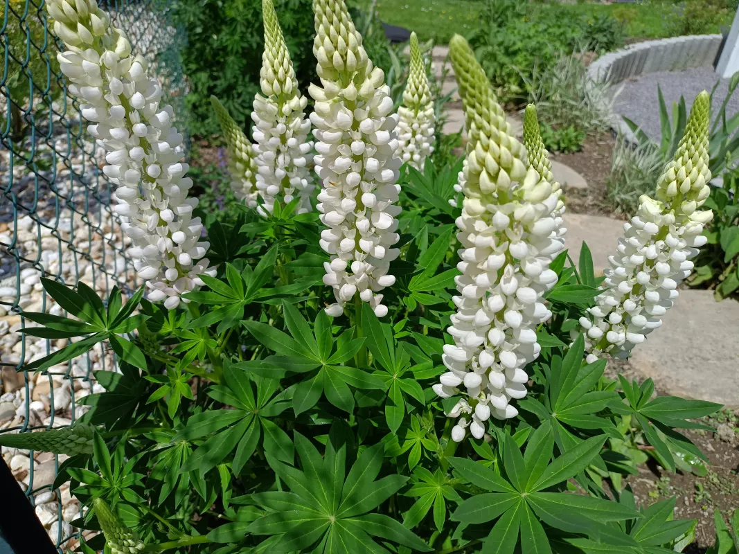 lupina mnoholistá Noble Maiden