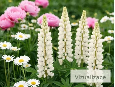 VIZUALIZACE: Fotografie zachycuje lupiny v kombinaci s kopretinami a pivoňkami, které společně vytvářejí svěží, romantickou a přirozeně působící zahradní kompozici