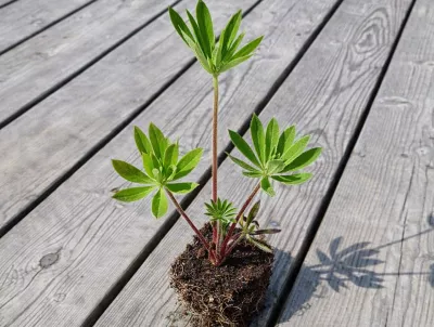 orientační velikost nabízené sazenice lupiny bílé