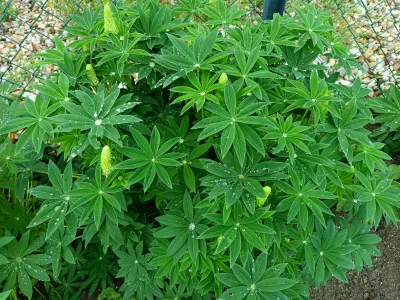 lupina mnoholistá Noble Maiden