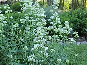 sazenice trvalky mavuň červená 'Alba' / centranthus ruber 'Albus' sazenice-kvetin.cz mavuň červená 'Alba', ilustrační foto dospělé rostliny