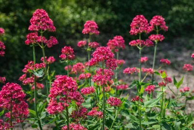 mavuň červená v květu