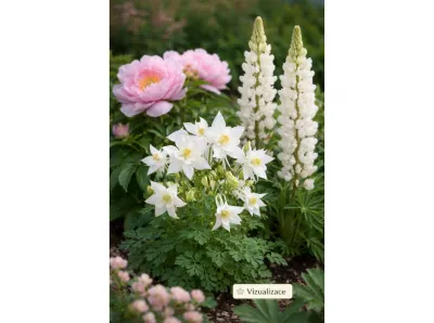VIZUALIZACE: Jemná zahradní harmonie: bílý orlíček, růžová pivoňka a bílá lupina
