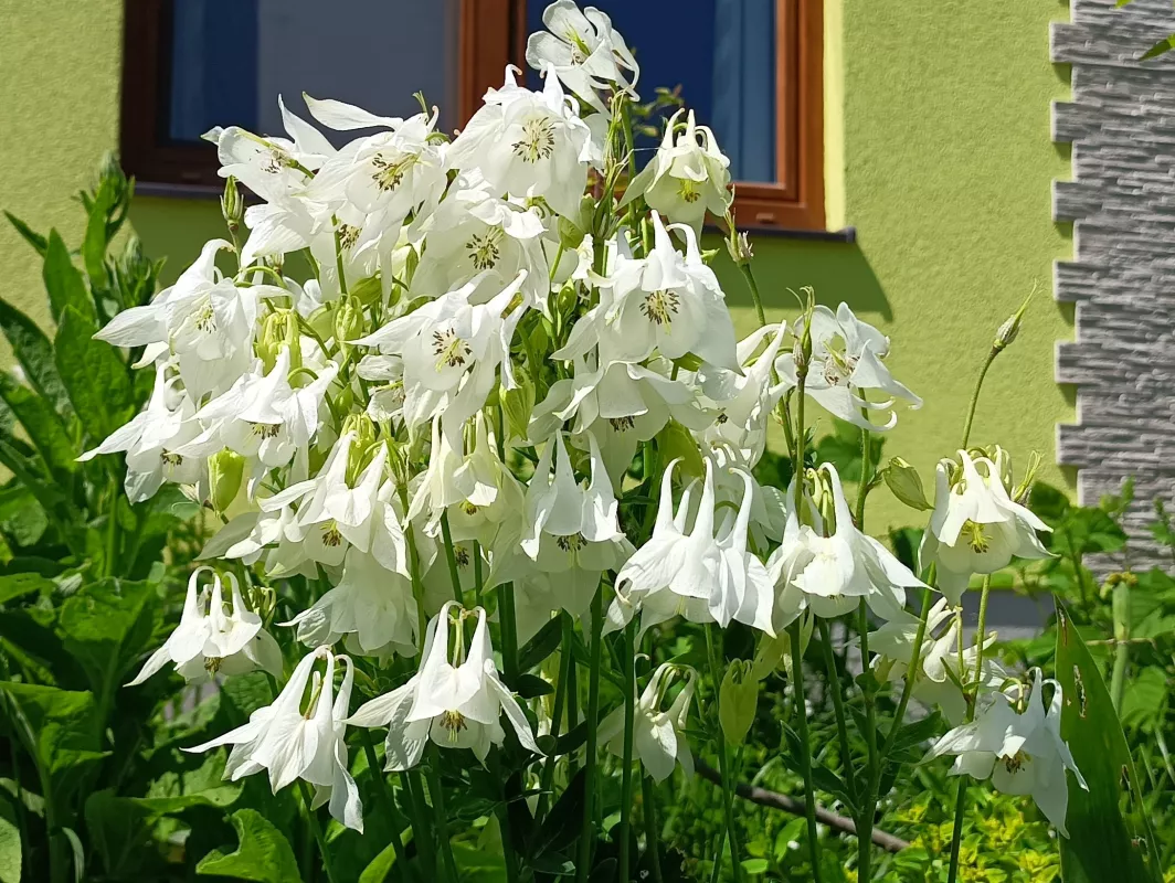 orlíček obecný 'Munstead White'