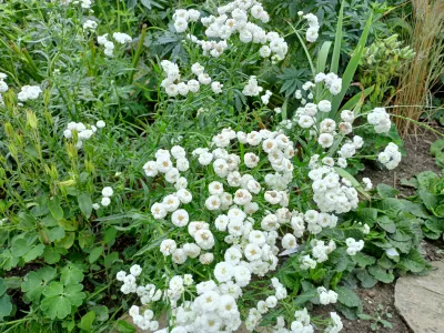 řebříček bertrám The Pearl