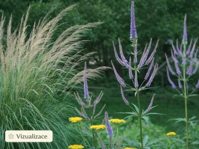 VIZUALIZACE: rozrazil rakouský, metlice trsnatá, žlutý řebříček