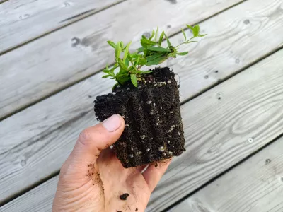 orientační velikost kořenového balu nabízené rostliny (nejedná se o stejný kultivár)