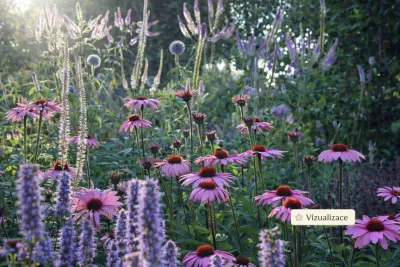 VIZUALIZACE: agastache, třapatka nachova, rozrazil sibiřský a bělotrn