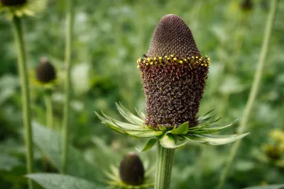 sazenice trvalky rudbeckia occidentalis Green Wizzard sazenice-kvetin.cz rudbeckia occidentalis 'Green Wizzard', ilustrační foto dospělé rostliny