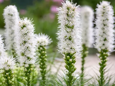 šuškarda bílá Alba